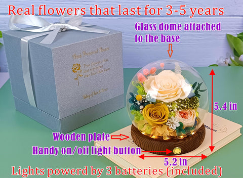 Valley of Rain & Forest lighted dome flowers, adds ambient glow to any room.