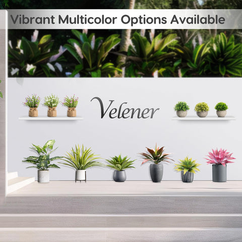 Velener agave care tips ensure long-lasting color.