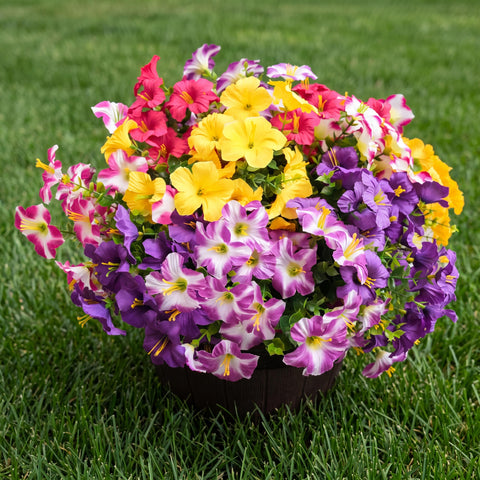 Vemander outdoor-flowers 12-bundle petunia-eucalyptus are UV resistant for lasting curb appeal.