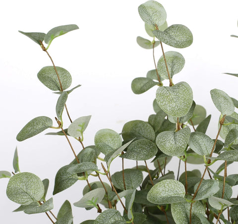 VGIA eucalyptus stems stay vibrant without water or fertilizer.