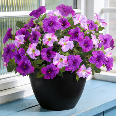 VGNQA artificial petunia flowers for outdoor use brighten porches with durable UV-resistant petals
