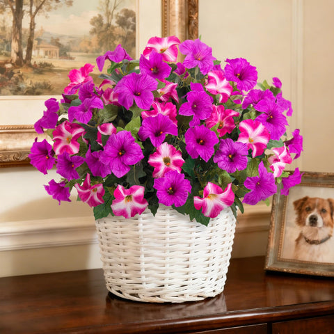 VGNQA UV-resistant petunia blooms resist fading in sun.
