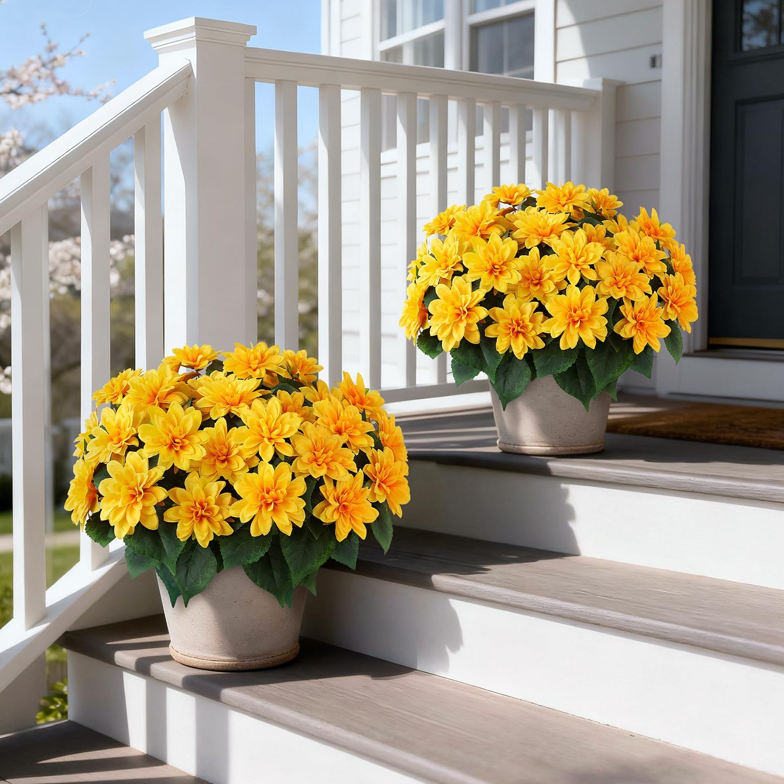 VIERENA dahlia topiary front view showing round flower clusters for curb appeal