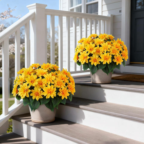 VIERENA dahlia topiary front view showing round flower clusters for curb appeal