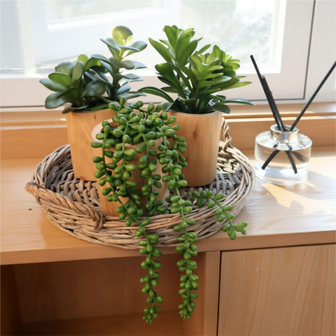 VINSUNI succulents with variegated colors brighten shelves without watering.