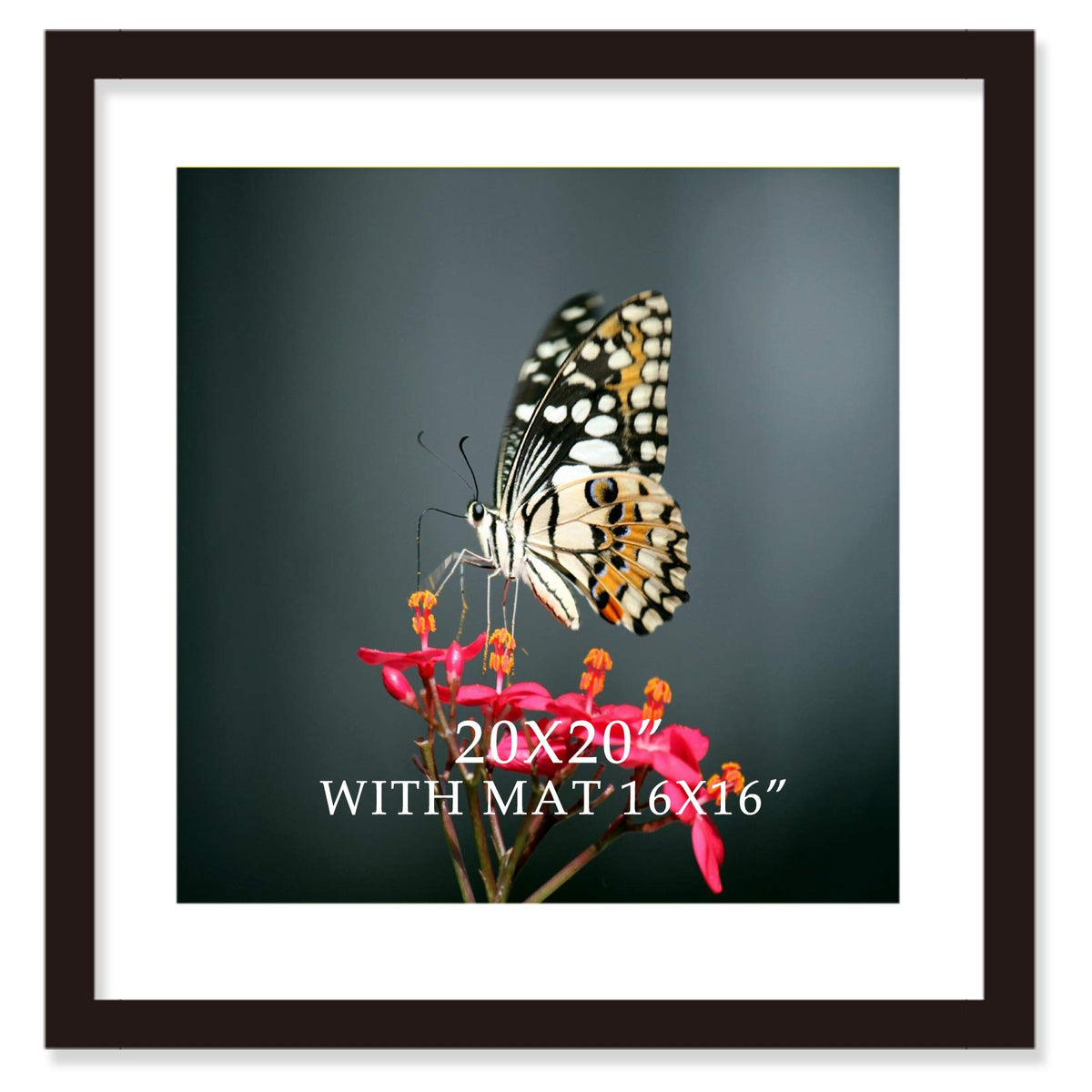 VITOIVE 20x20 frame in black with white mat front view.