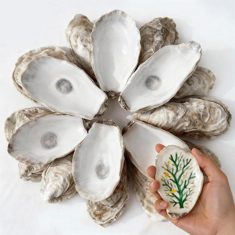 VMEECARL oyster shells front view, 4-6in, ideal for DIY coastal crafts