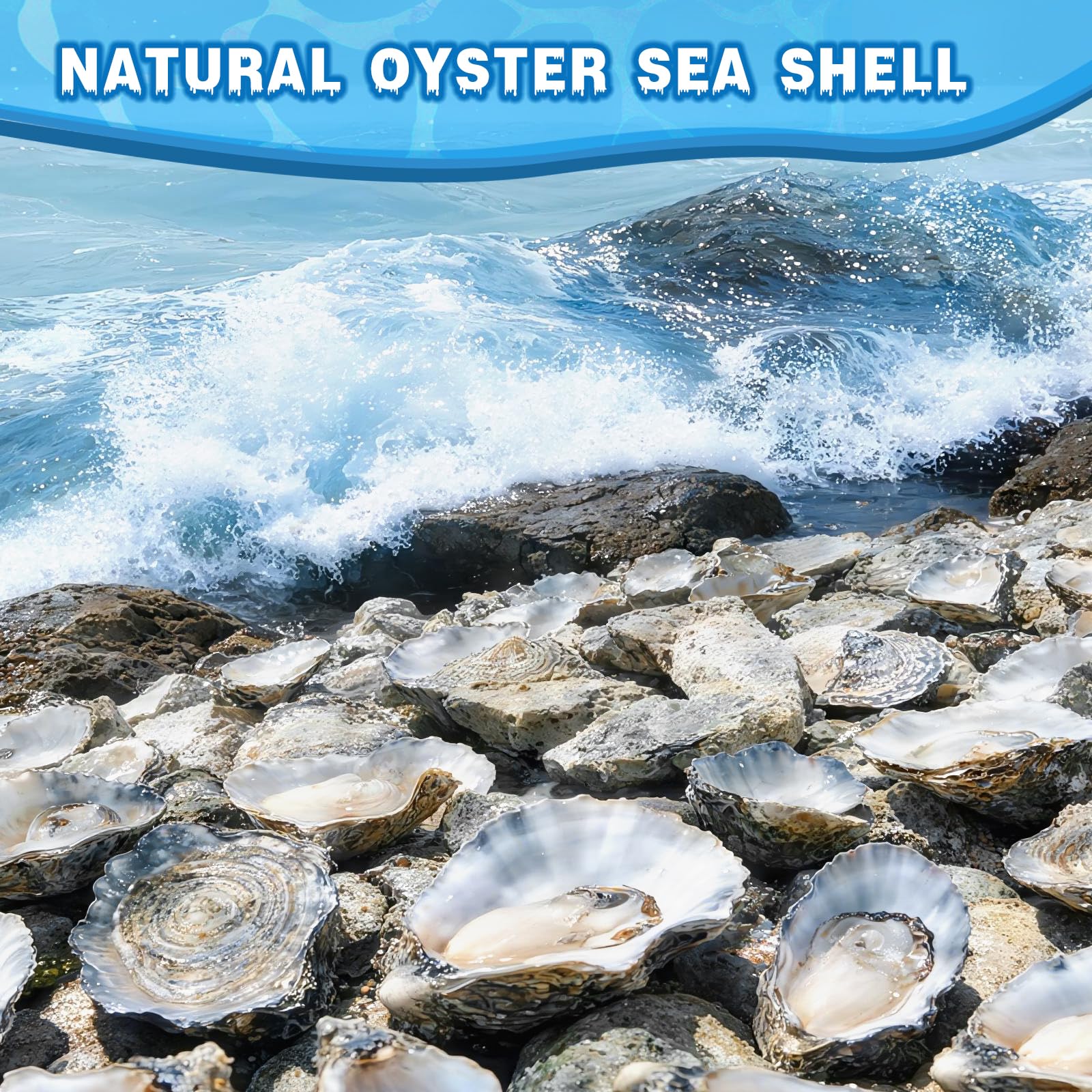 VMEECARL oyster shells washed and dried, ready for crafting