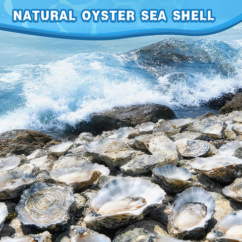 VMEECARL oyster shells washed and dried, ready for crafting