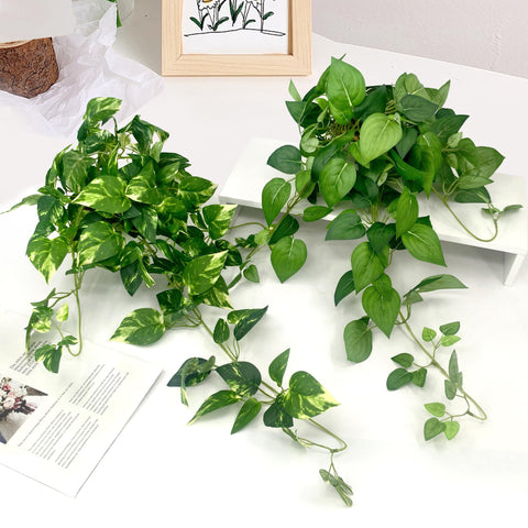 Vuahaul low-maintenance greenery ideal for sunless spaces and desks.