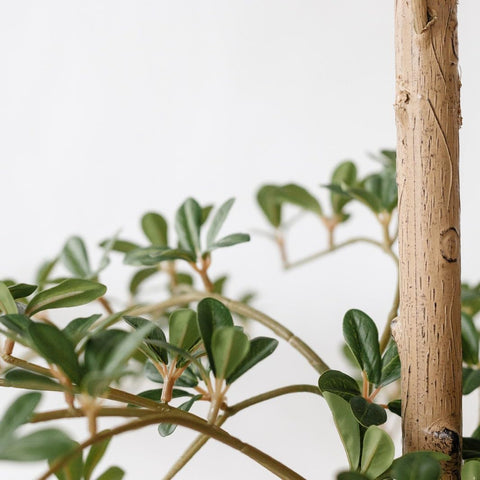 VYNT 7ft artificial olive tree placed in a living room setting