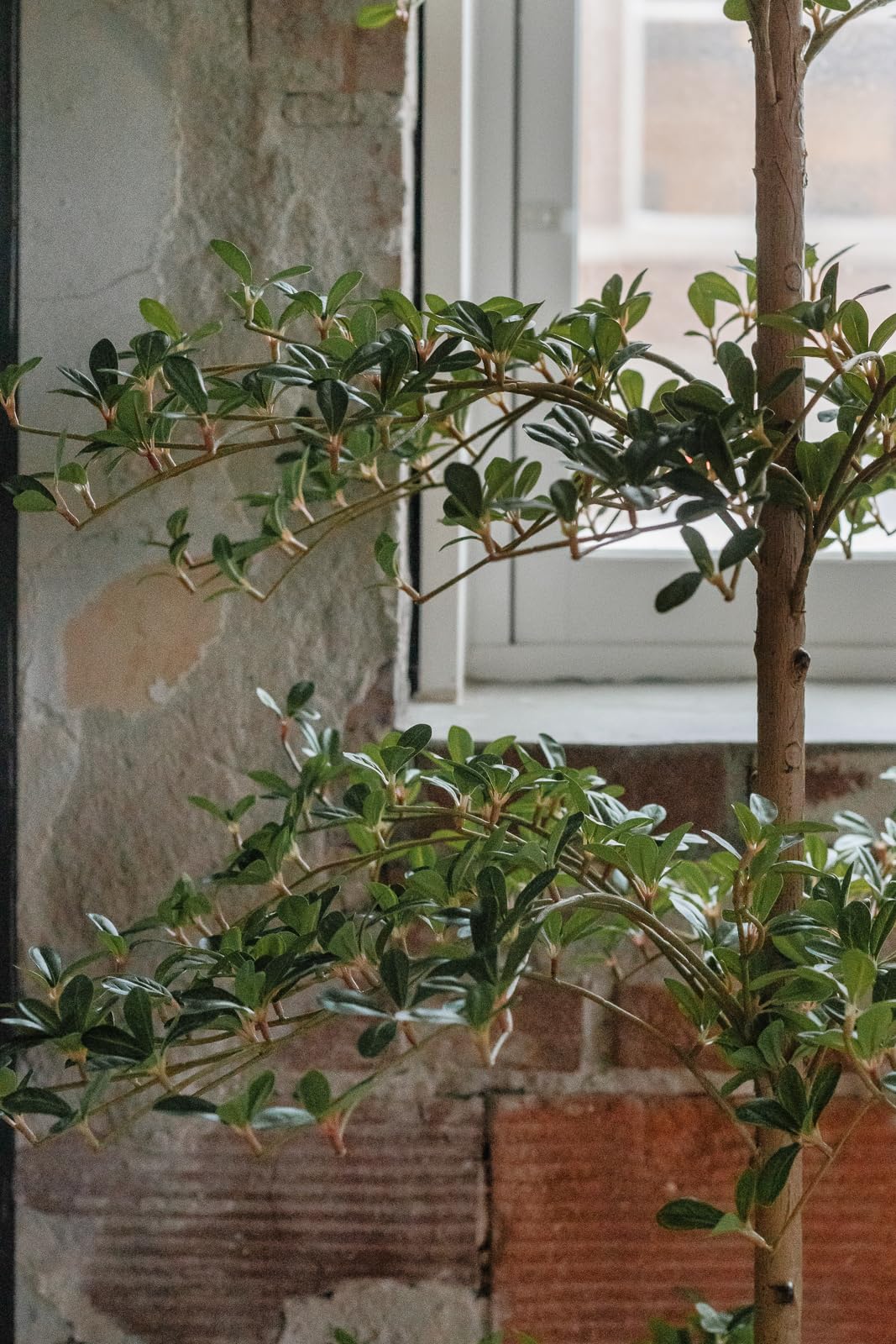 Olive tree trunk and branches flexible for shaping