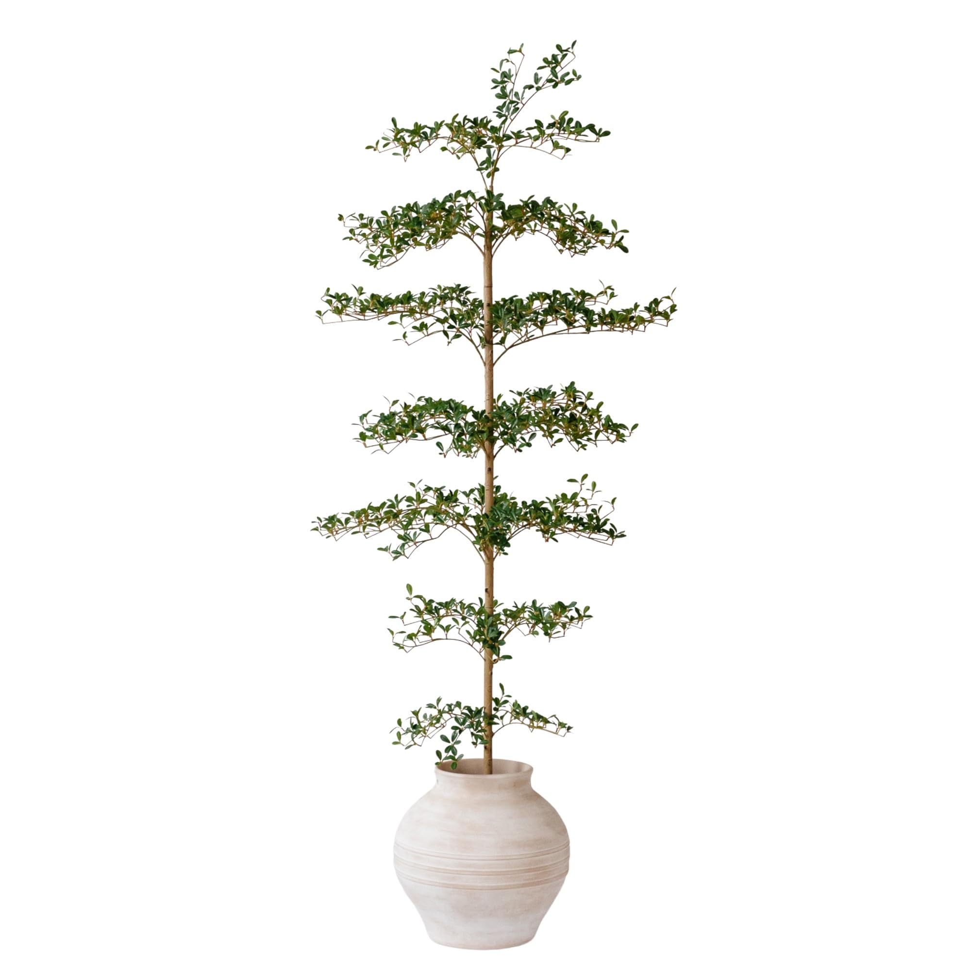 VYNT 7ft black olive tree with full canopy for year-round greenery