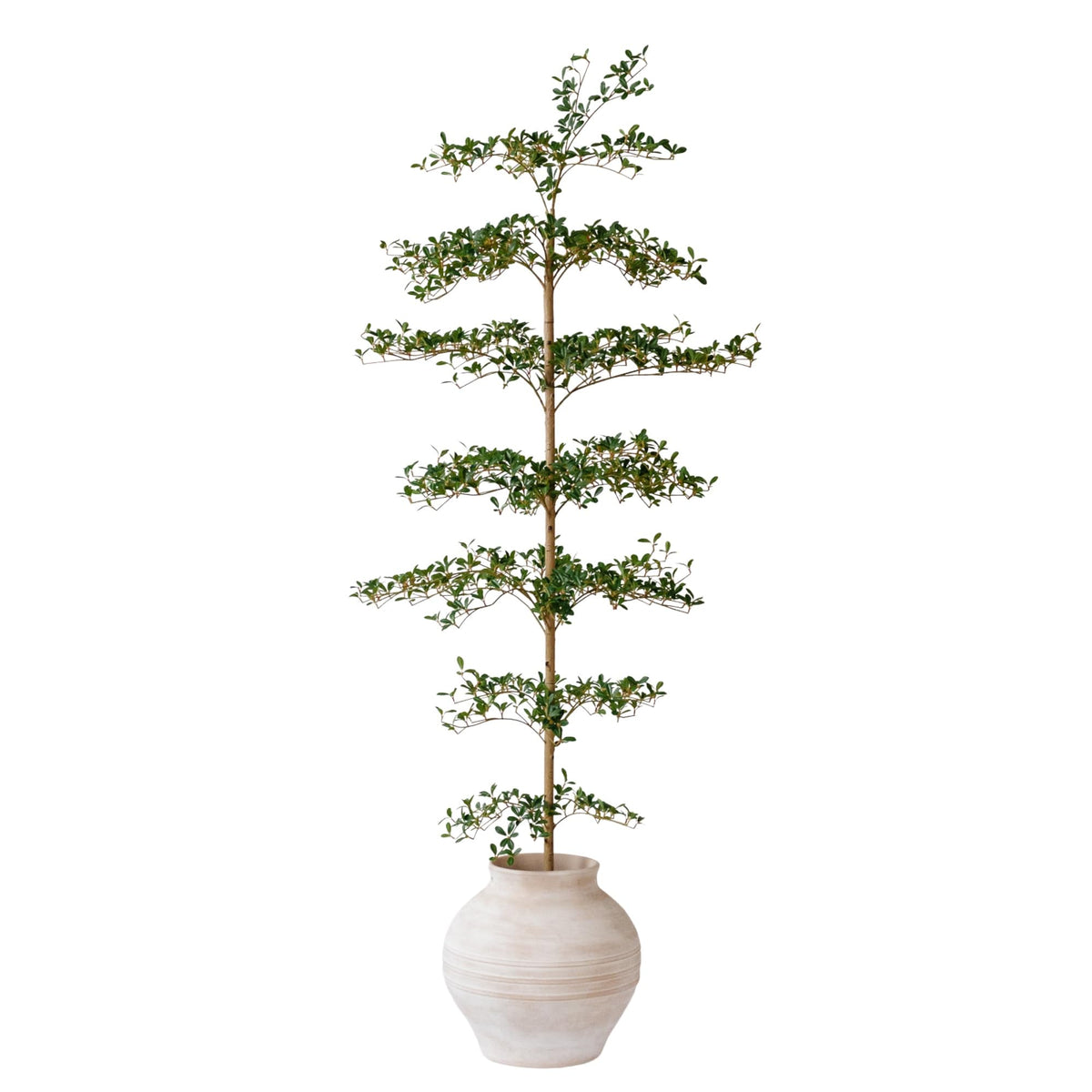 VYNT 7ft black olive tree with full canopy for year-round greenery