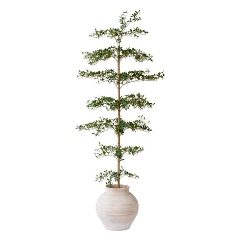 VYNT 7ft black olive tree with full canopy for year-round greenery