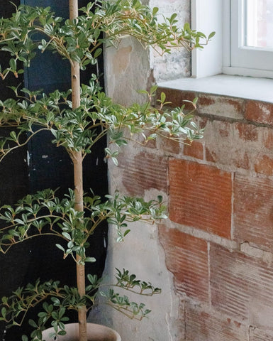Outdoor-ready VYNT artificial olive tree on patio