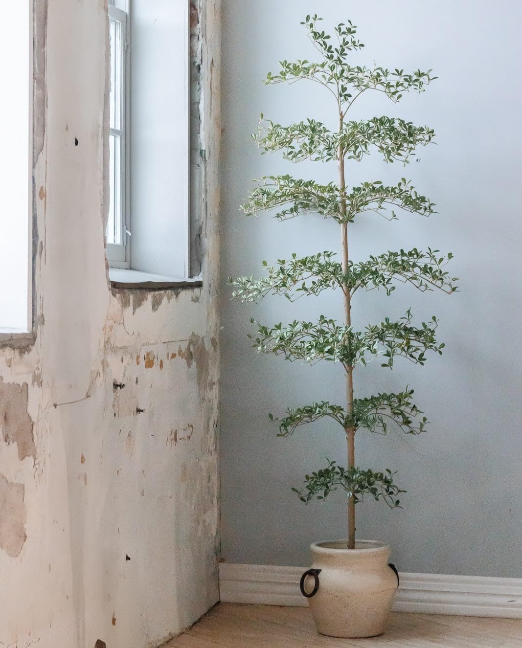 Detailed foliage of Shady Lady tree for natural look