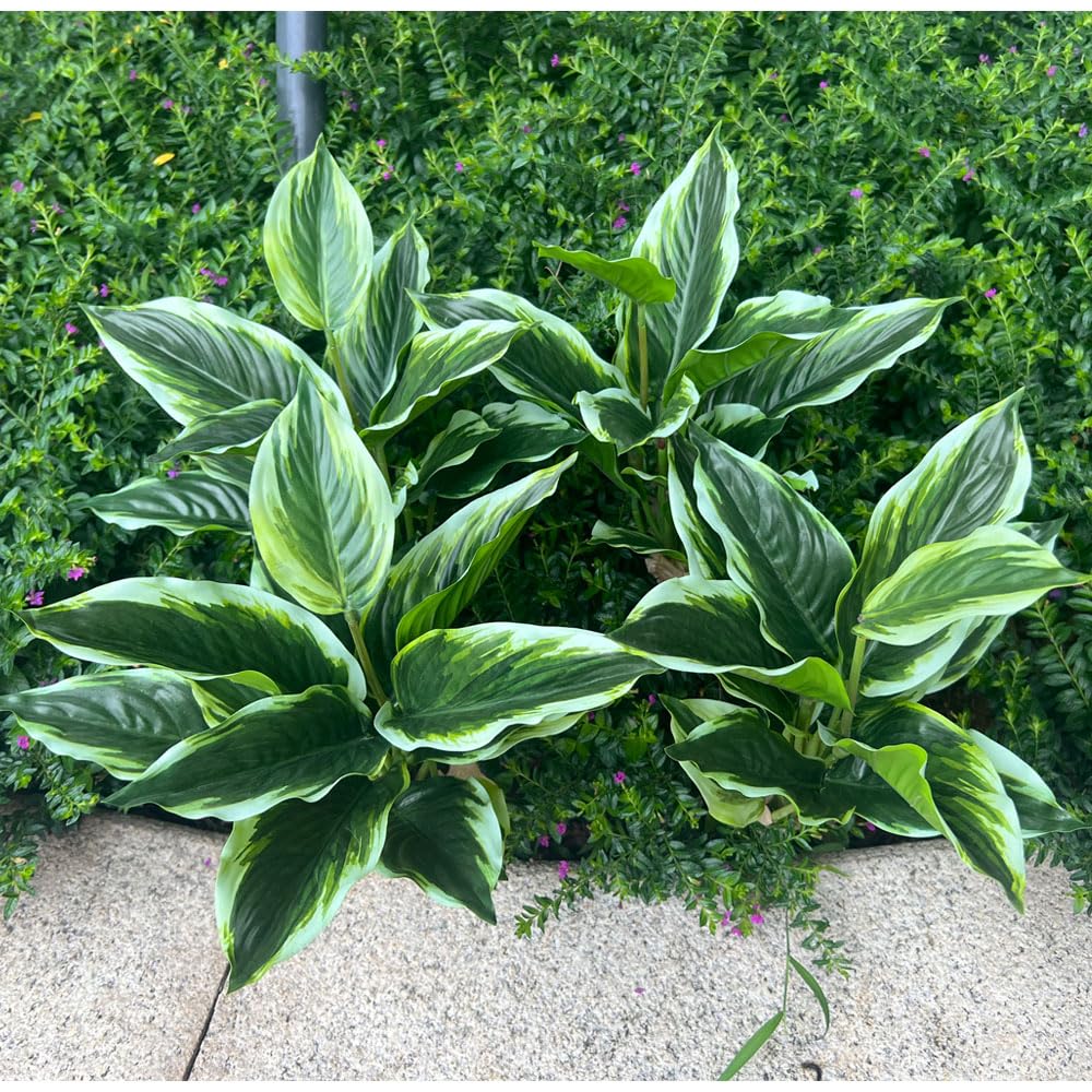 WAIFOMEI four artificial hosta bushes with variegated leaves for outdoor display.