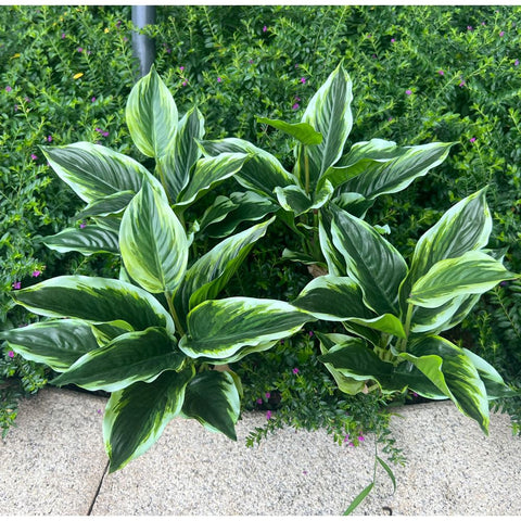 WAIFOMEI four artificial hosta bushes with variegated leaves for outdoor display.
