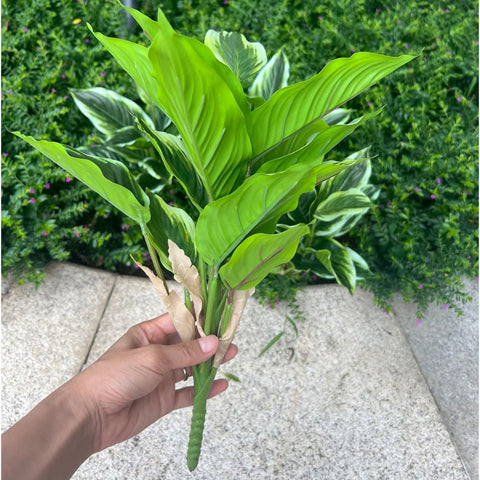 WAIFOMEI indoor plant display using hosta bushes for year-round greenery.