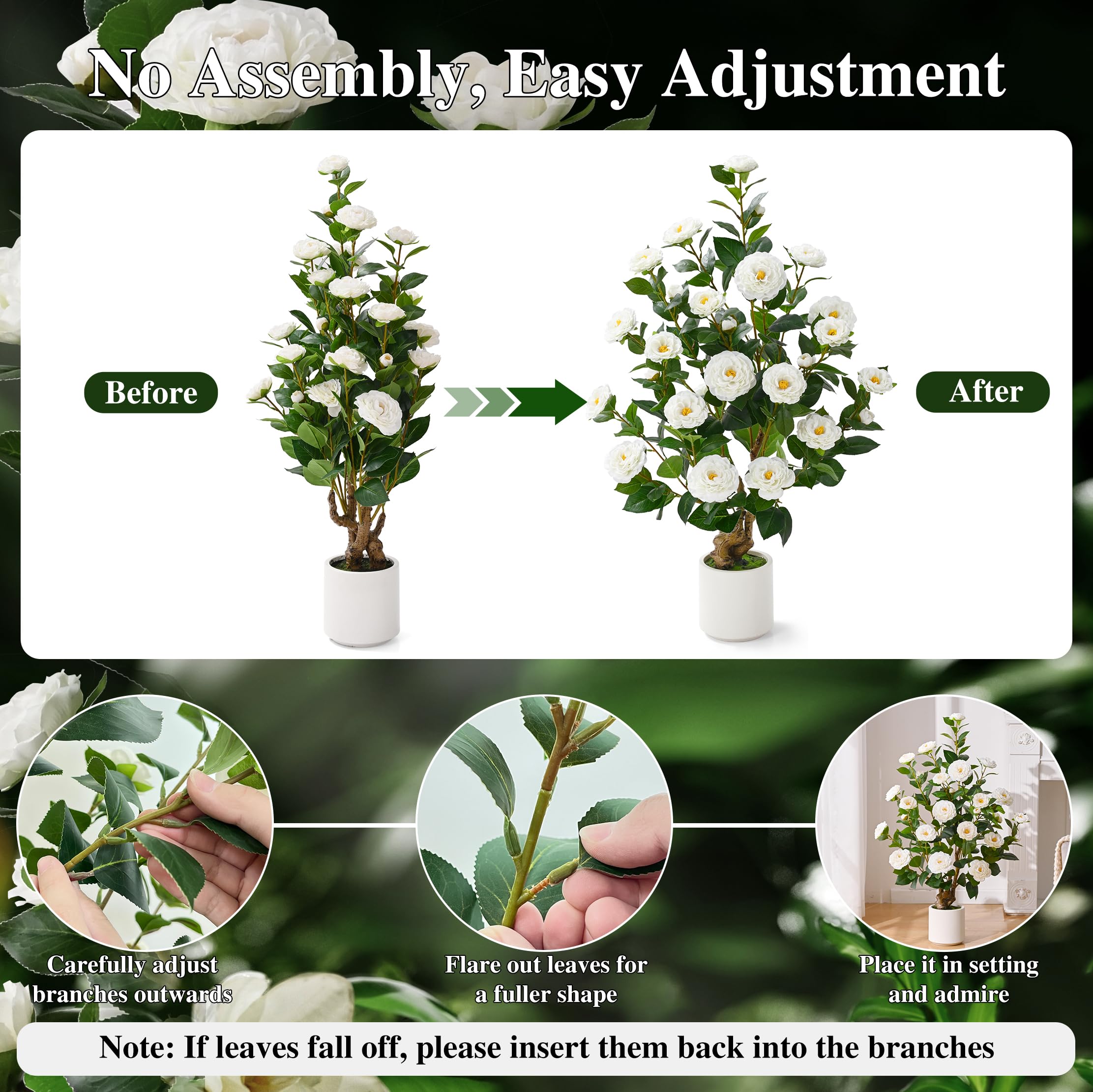 Waipfaru camellia tree 38inch ready out of box with instant fullness.
