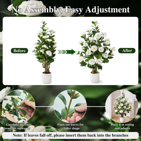 Waipfaru camellia tree 38inch ready out of box with instant fullness.