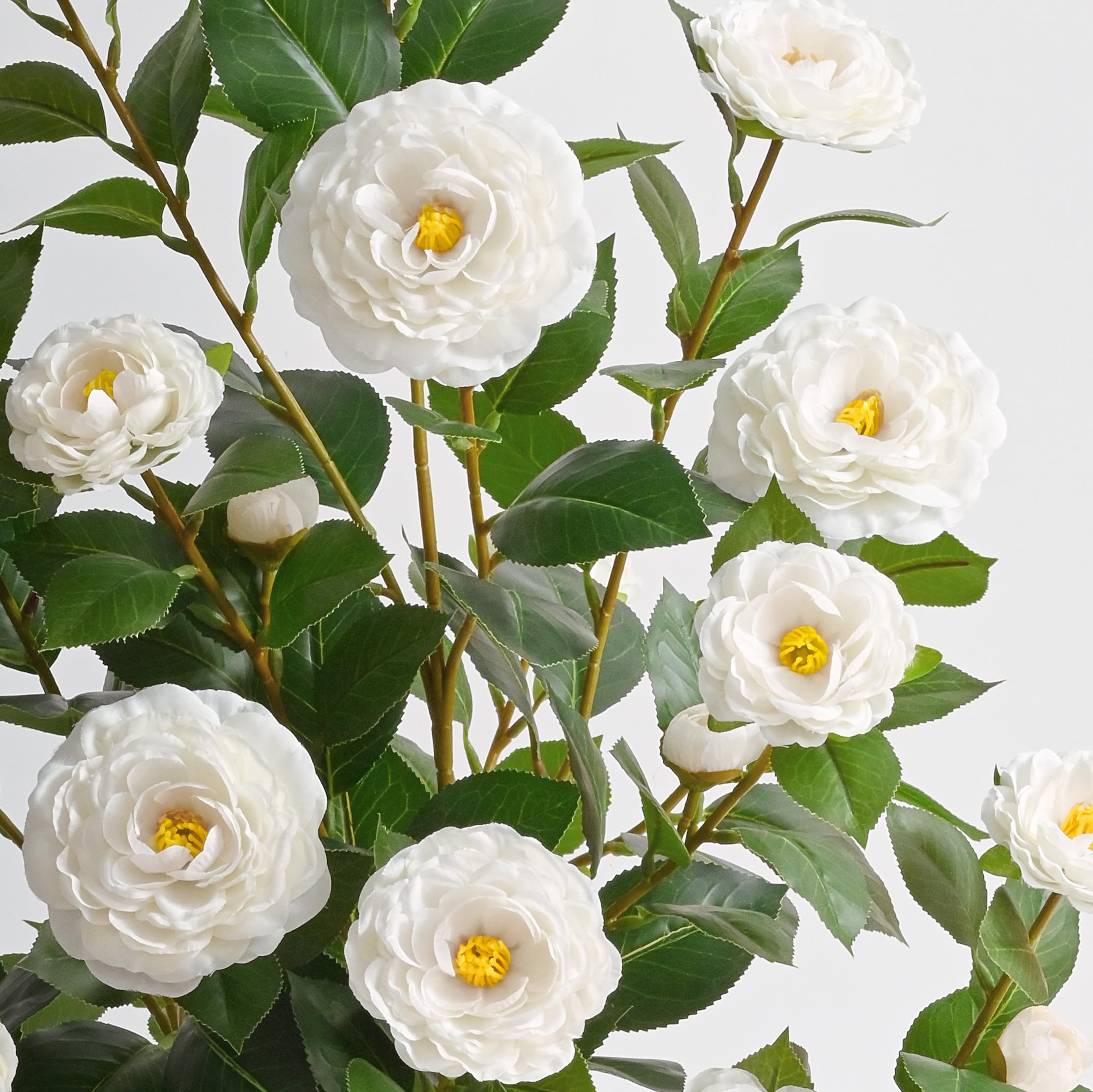 Waipfaru camellia tree close-up shows silk flowers and vein-detailed leaves.