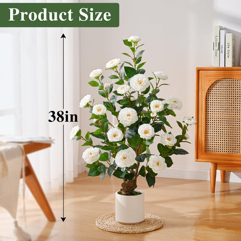 Waipfaru camellia tree 38inch versatile setup for porch and living room.