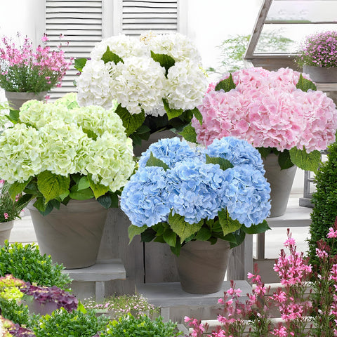 Waipfaru centerpiece display for dining tables with lifelike hydrangea bloom