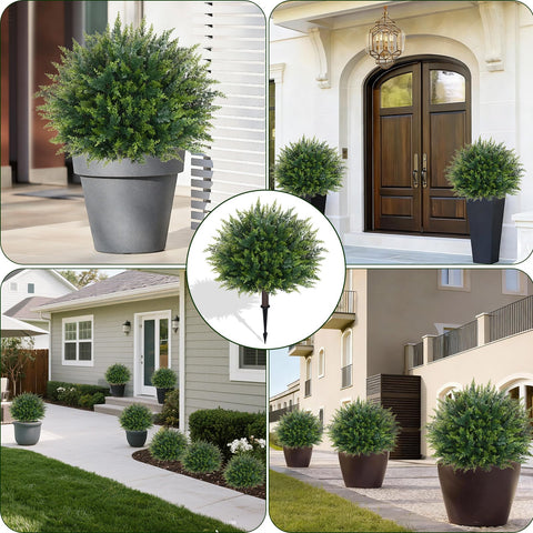 Waipfaru cedar topiary offers evergreen look with low maintenance year-round decor.