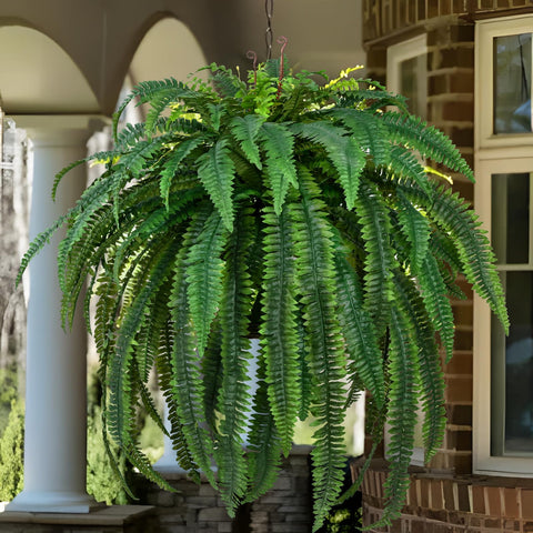 Waipfaru porch and garden decor fern enhancing curb appeal