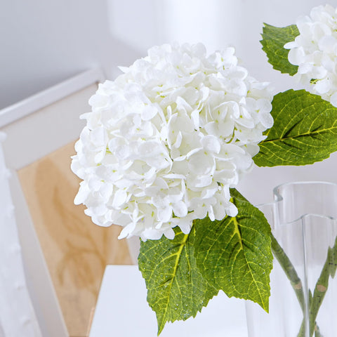 Waipfaru white hydrangea bloom closeup vivid petals that stay vibrant with minimal maintenance