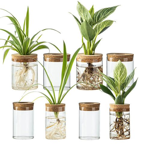 wangsdjy glass propagation station large clear vase ideal for displaying root growth clearly
