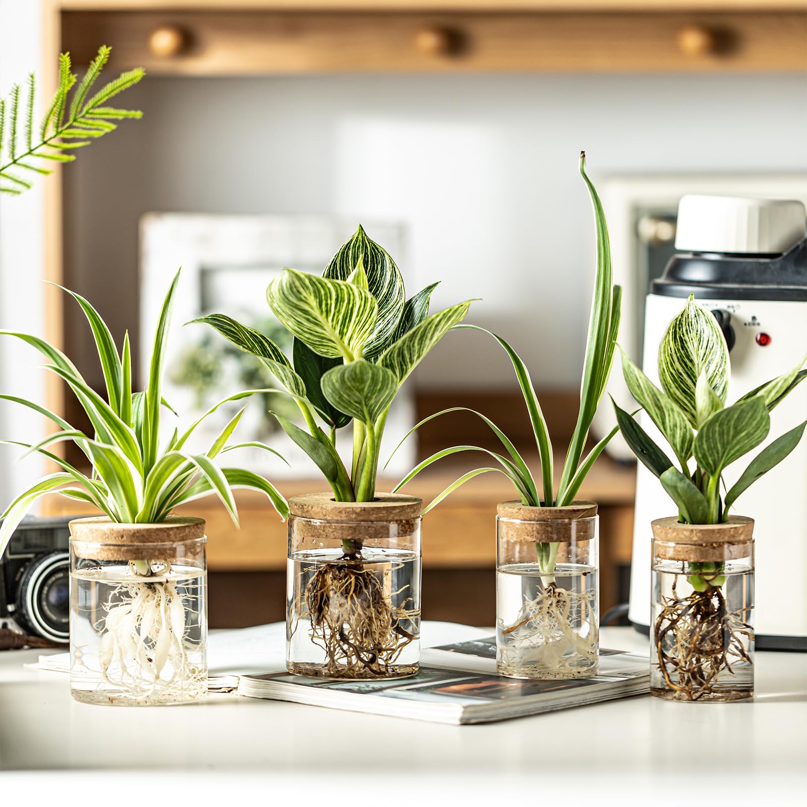 wangsdjy glass propagation station small clear vase perfect for compact hydroponics on shelves
