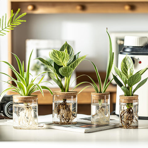 wangsdjy glass propagation station small clear vase perfect for compact hydroponics on shelves