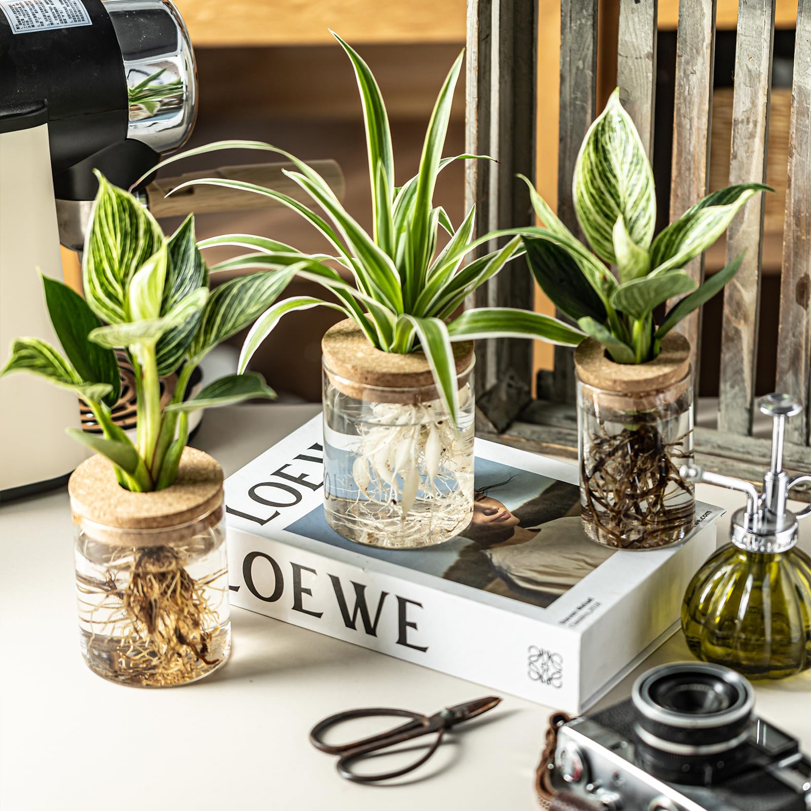 wangsdjy hydroponic propagation helps grow fresh greenery on countertops