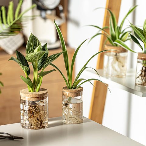 wangsdjy mini indoor garden propagation with plant cuttings for compact versatility