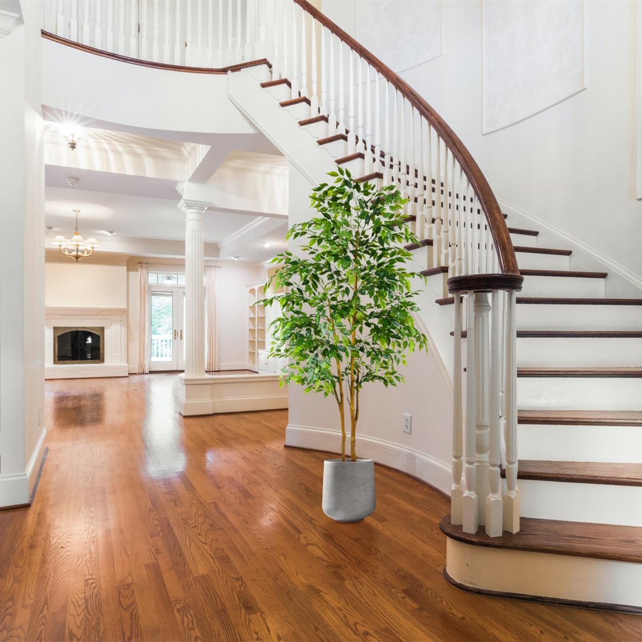 Warmplants ficus decor brightens living rooms and offices year-round.
