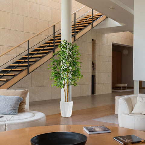 Warmplants ficus tree suited for outdoor spaces in all seasons.