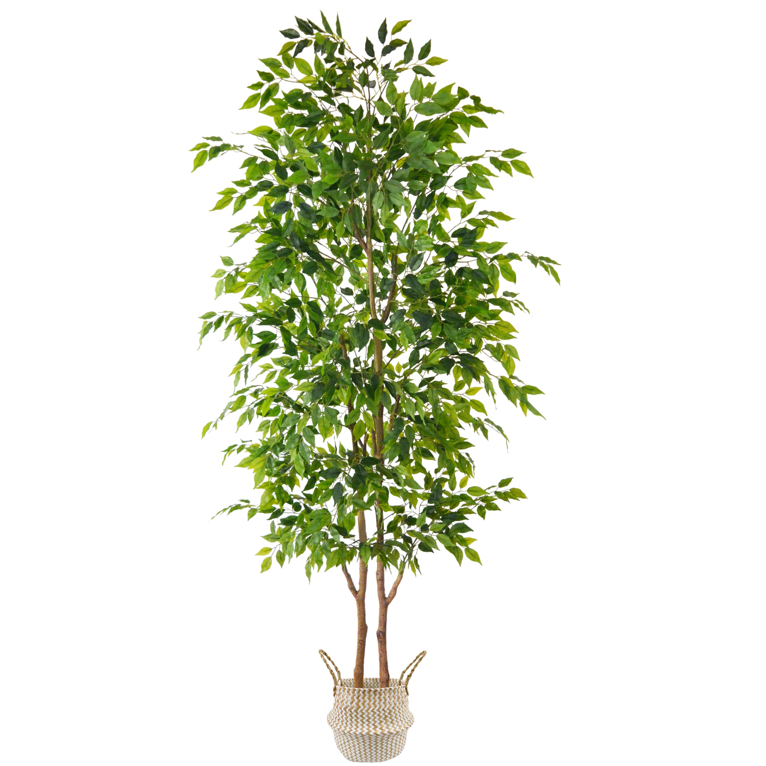 Warmplants ficus tree with two trunks for a fuller, natural look.