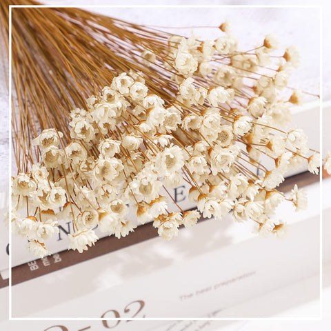 WILLBOND dried flowers bring natural texture to shelves and tables.