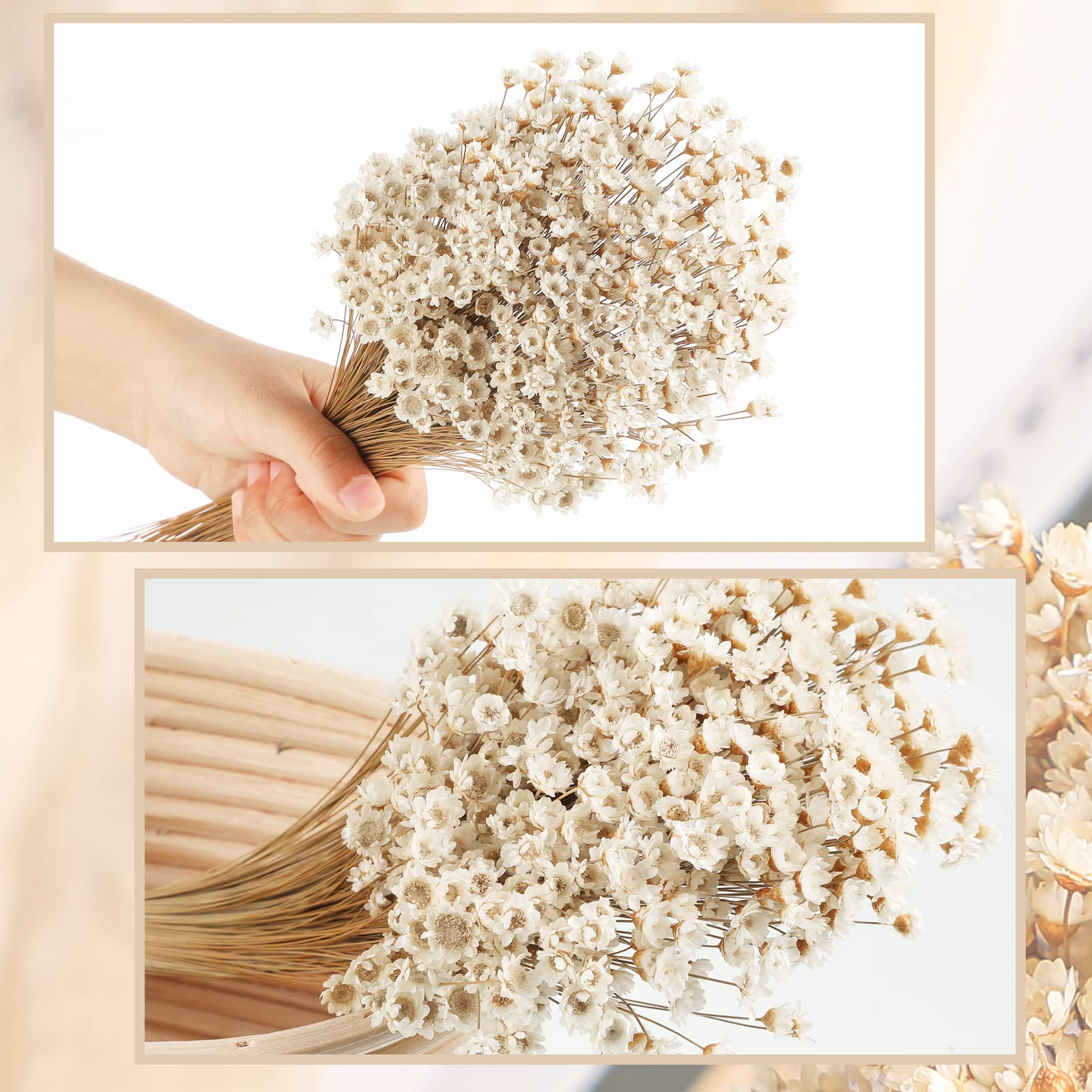 WILLBOND dry daisy stems measure 24 cm for easy vase fit.