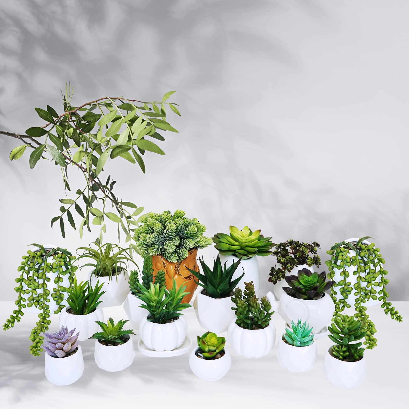 Assorted Winlyn succulents sized for small vases and decorative arrangements.