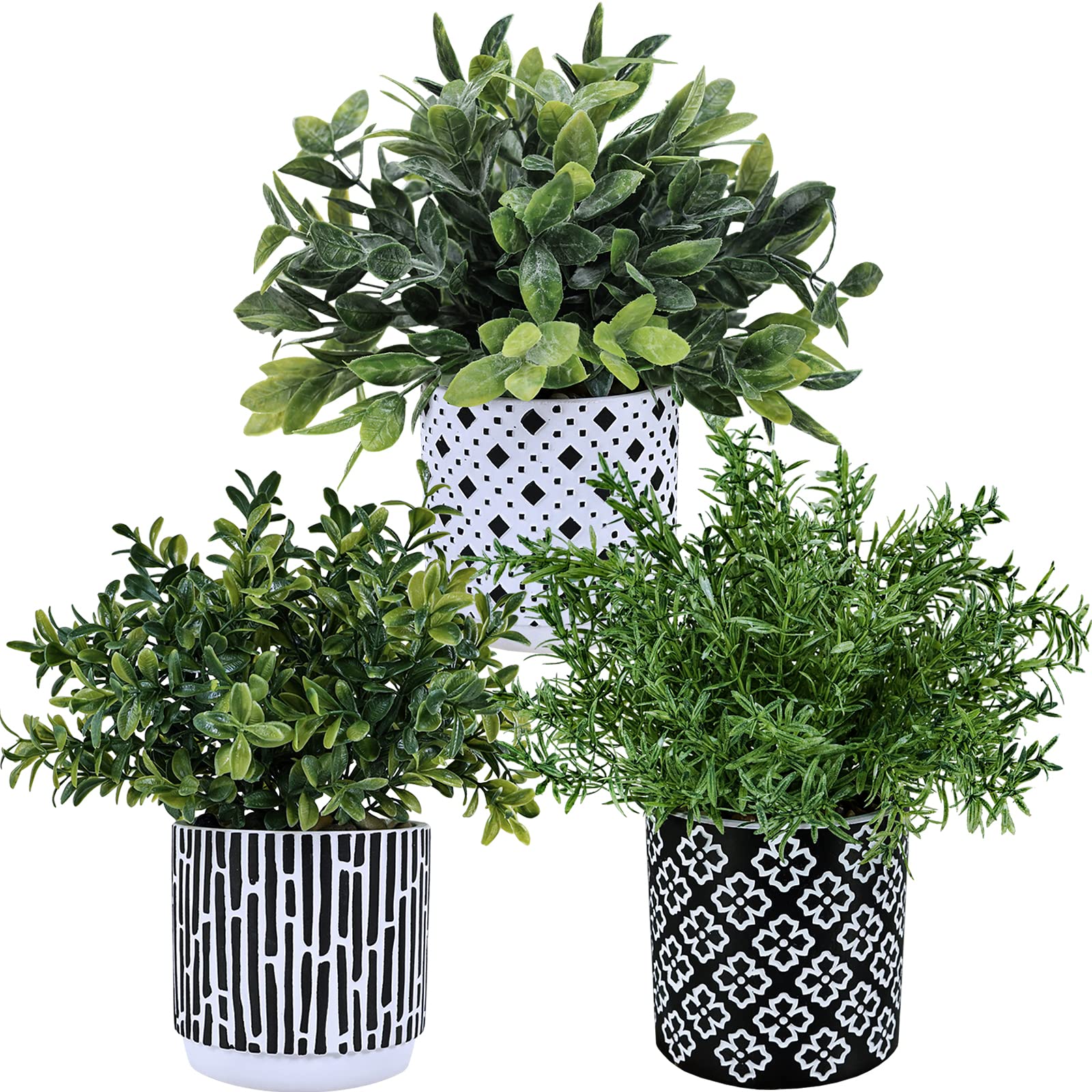 Winlyn boxwood close-up in geometric concrete pot brightens living spaces.