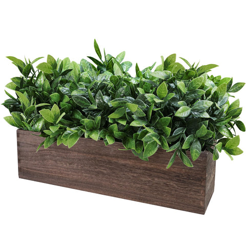 Winlyn boxwood on windowsill adds fresh color with no watering