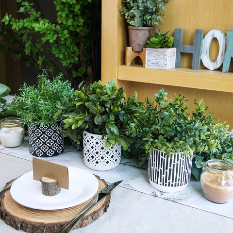 Winlyn boxwood on a windowsill provides low-maintenance greenery indoors.