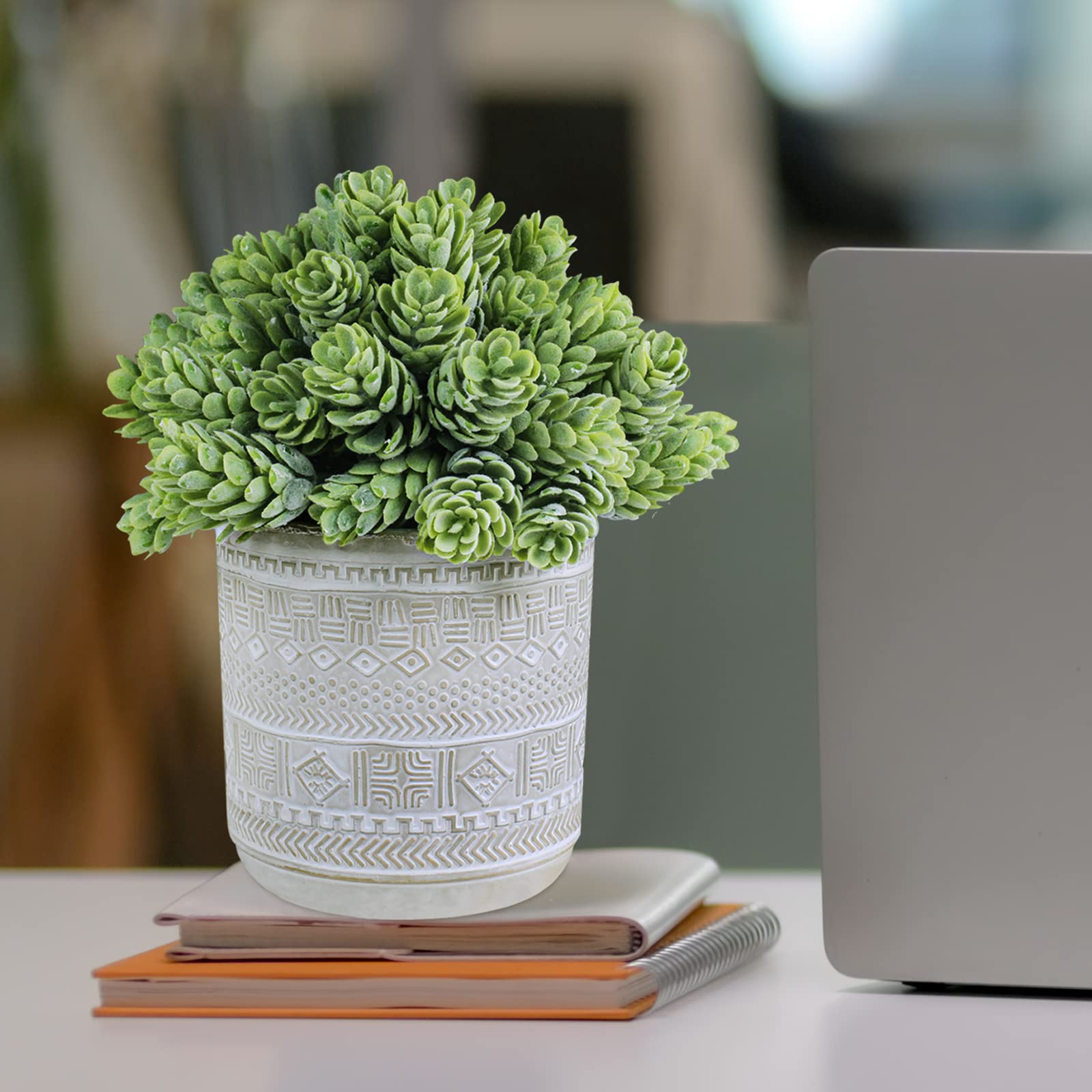 Winlyn compact succulents shelf display for cozy green accents