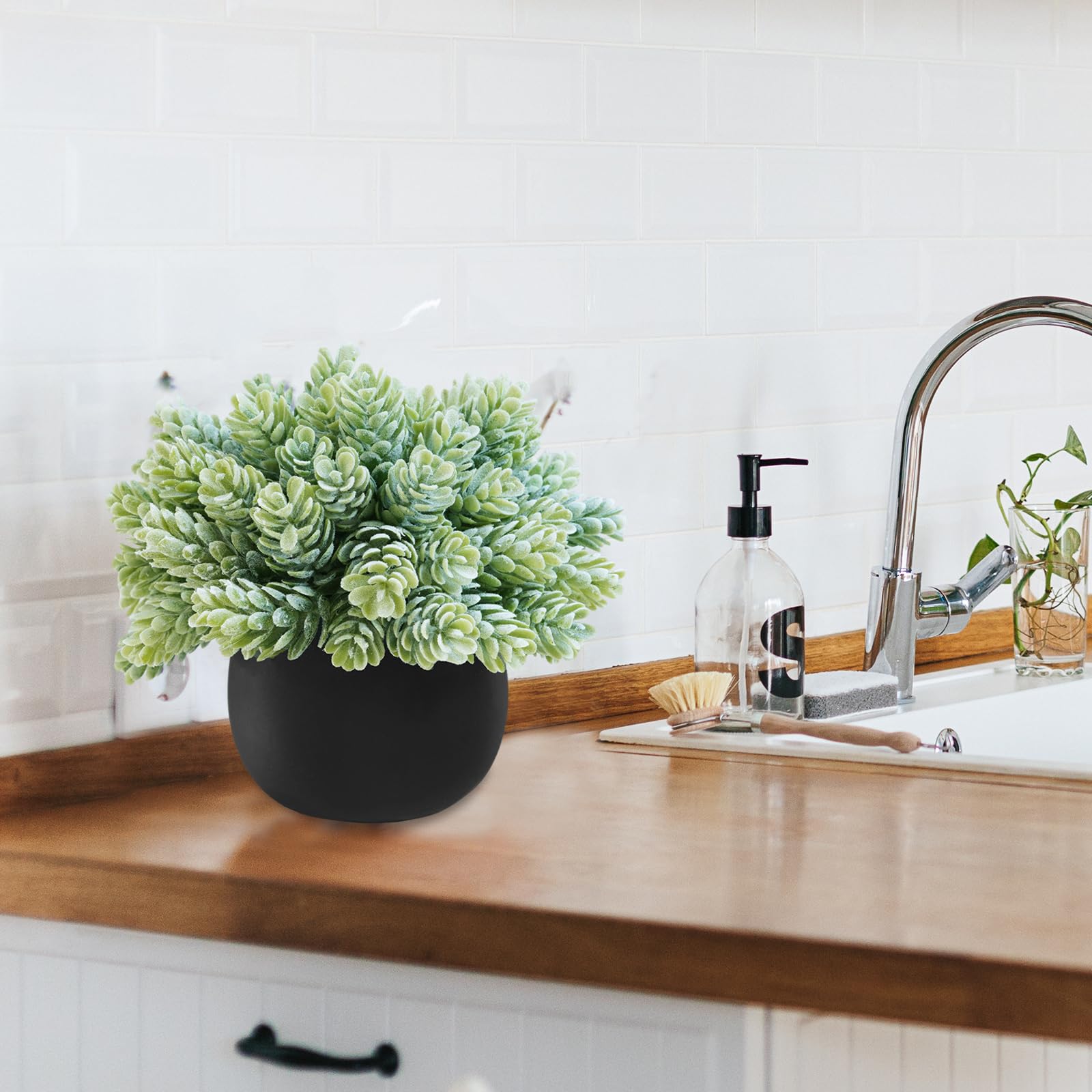 Compact Winlyn plants fit small desks and shelves with ease