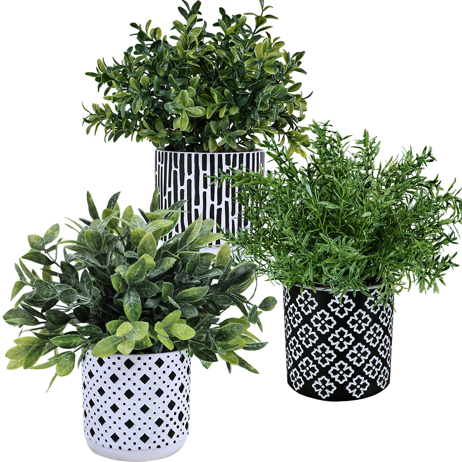 Winlyn eucalyptus close-up in geometric concrete pot adds modern desk greenery.
