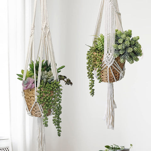 Winlyn flocked pachyphytum stems create lush filler decor